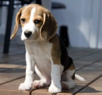 beagle-301x280