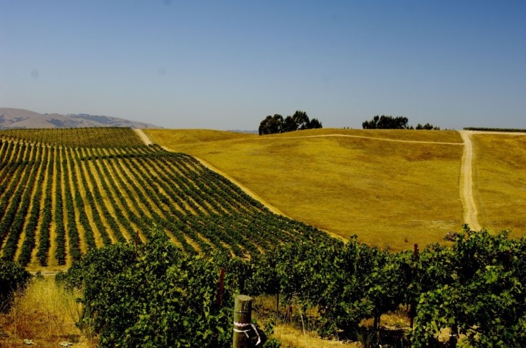 BottleShock_fields_010331-1024x680