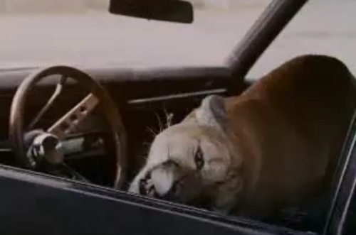 cougar