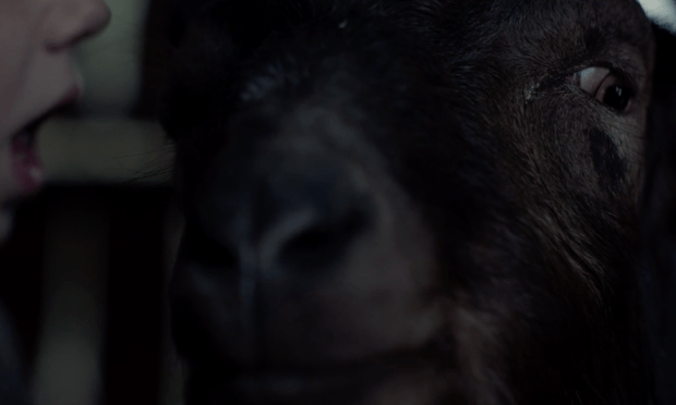 black-phillip-in-the-witch