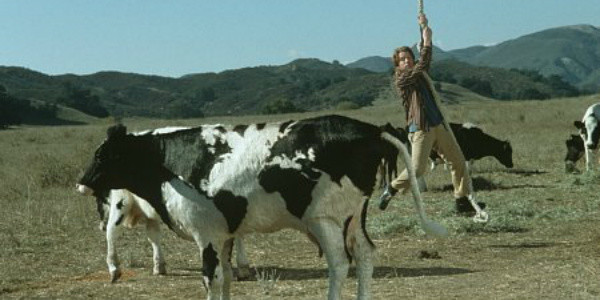 Rat-Race-Cow-Scene-600x300